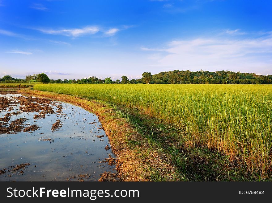 Range of  a Field in Thailand , it have blue sky and sunlight. Range of  a Field in Thailand , it have blue sky and sunlight