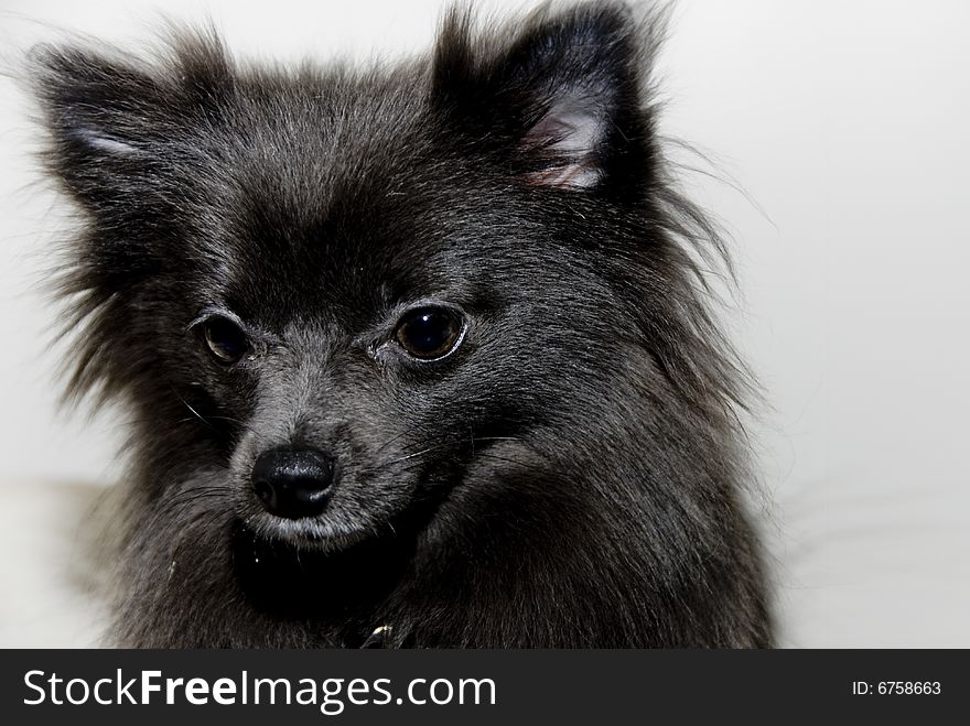 A Portrait of a black pomeranian