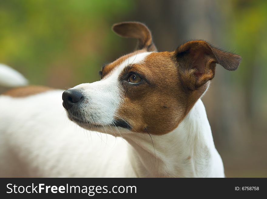 Majestic Jack Russell Terrier Dog Portrait. Majestic Jack Russell Terrier Dog Portrait