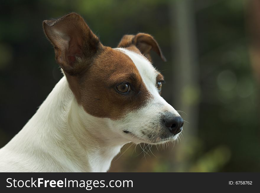 Majestic Jack Russell Terrier Dog Portrait. Majestic Jack Russell Terrier Dog Portrait
