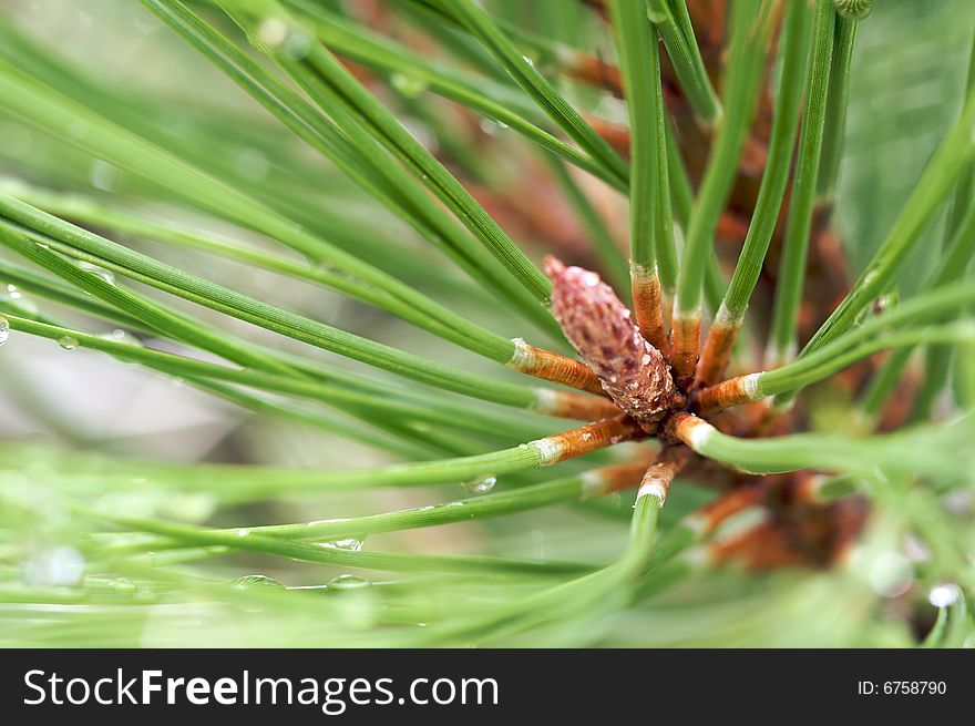 Water Drops On Pine Needles