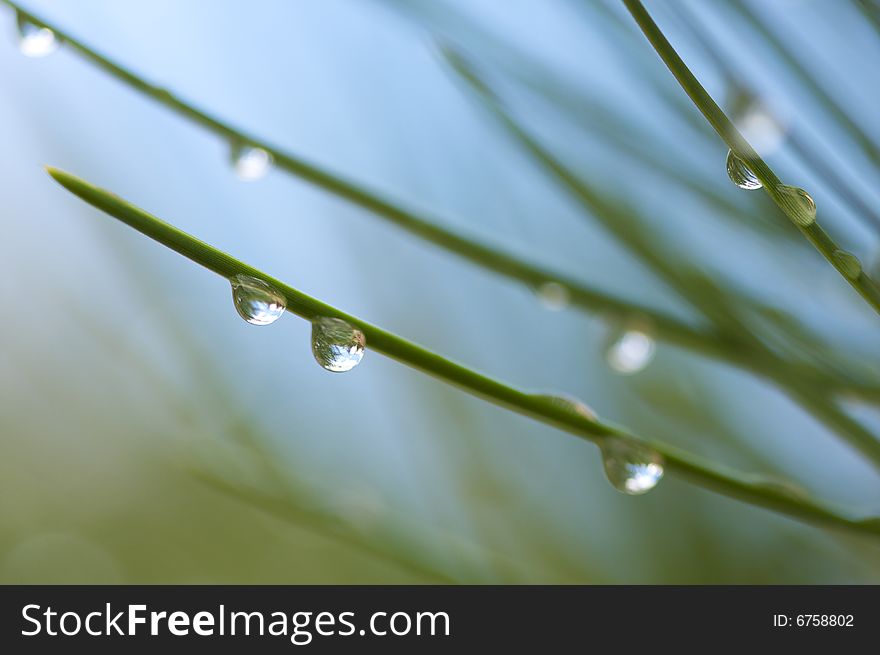 Macro Image of Water Drops on Pine Needles