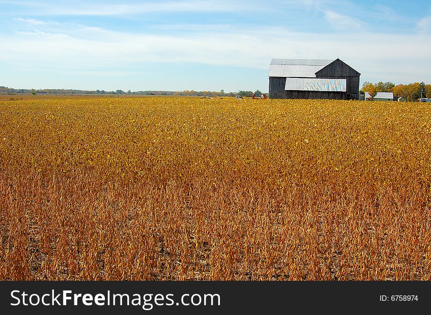 An image of a field of crops with a barn far away. An image of a field of crops with a barn far away.