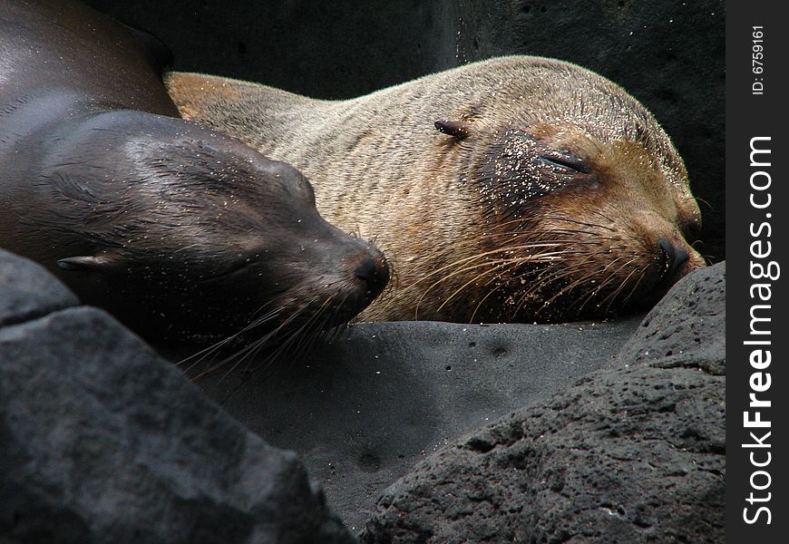 Two galapagos sea lion heads