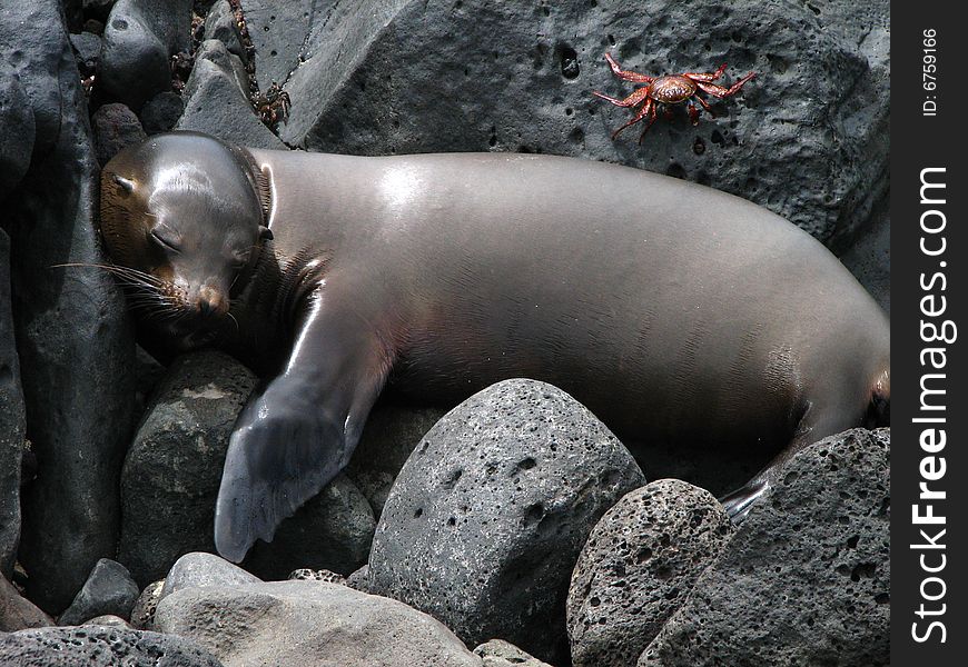 Sleeping sea lion in the galapagos islands