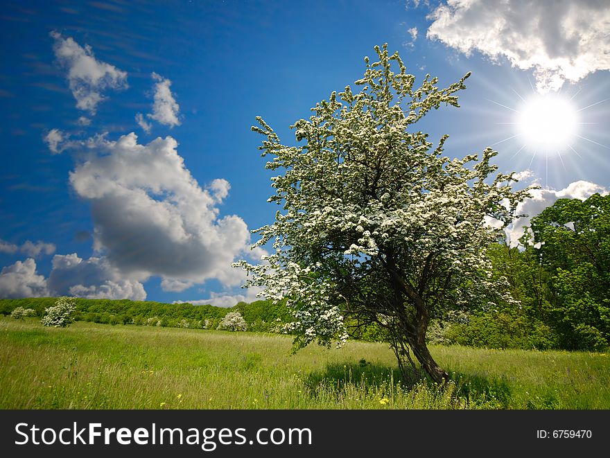 Green tree on backgrounds blue sky and white clouds. Green tree on backgrounds blue sky and white clouds