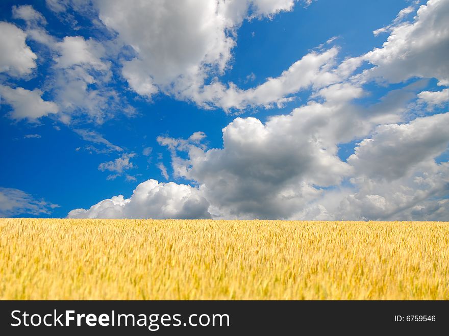 Blossoming field and the blue sky with white clouds. Blossoming field and the blue sky with white clouds