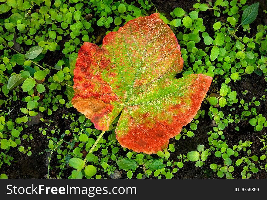 Red grape leaf on a background of a green grass