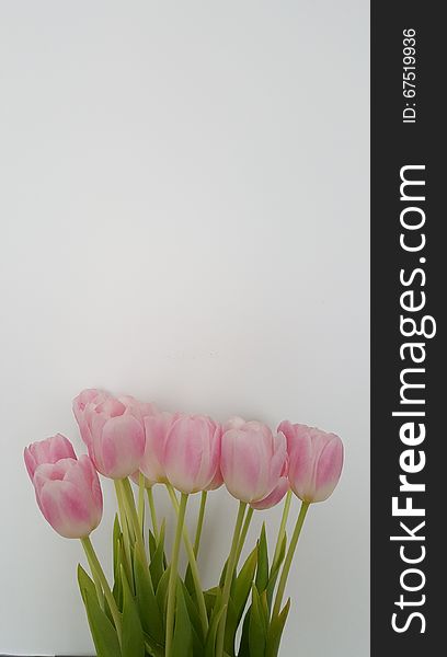 Pink tulips in vase