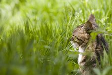 Tabby Cat Stock Images