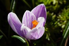 White-violet Crocus Stock Photos