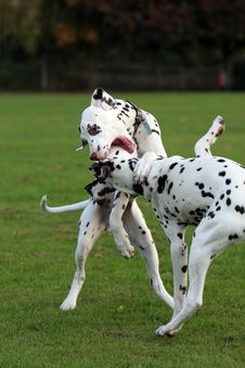 Dogs Playing Stock Images Dogs Playing Stock Images