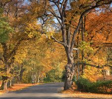 Autumn Road Royalty Free Stock Images
