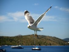 SEAGULL Royalty Free Stock Photos SEAGULL Royalty Free Stock Photos