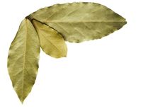 Three Bay Leaves On White Stock Photo Three Bay Leaves On White Stock Photo
