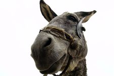 Donkey Isolated On White Royalty Free Stock Photography