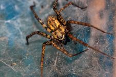 Spider In Web Stock Images