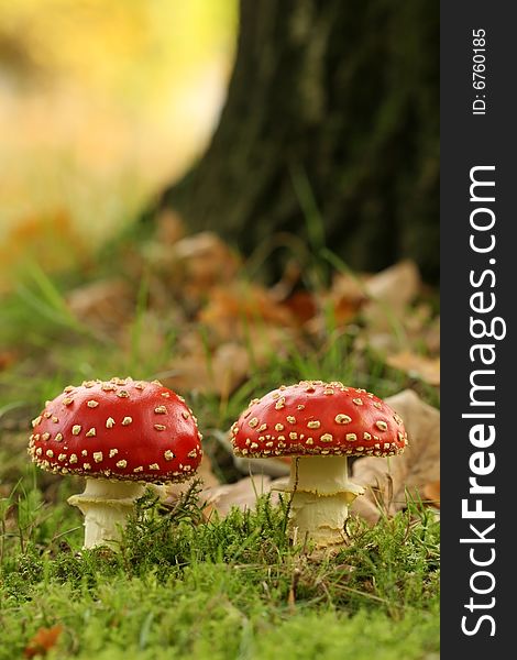 Autumn scene: two toadstools in the grass