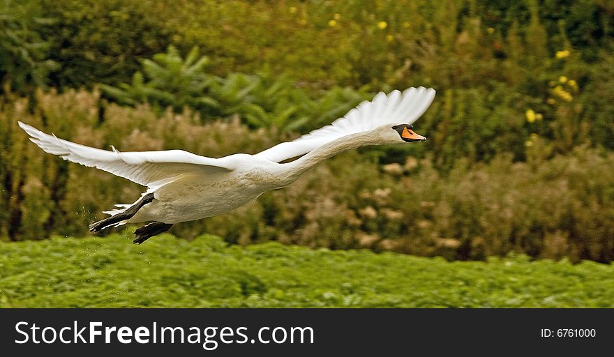 Mute Swan In Flight