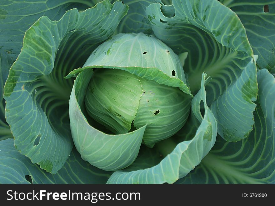 A nice piece of cauliflower from our garden.