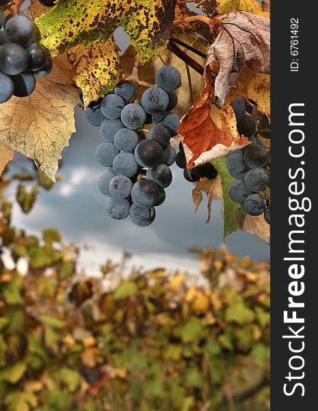 Cluster of grapes on a vineyard in the autumn on Against the storm sky. Cluster of grapes on a vineyard in the autumn on Against the storm sky