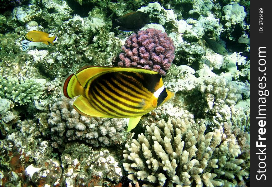 Amongst varicoloured coral reef Red epidemic deathes sails striped Fish-Butterfly, yellow, with black, red and white band. Amongst varicoloured coral reef Red epidemic deathes sails striped Fish-Butterfly, yellow, with black, red and white band.