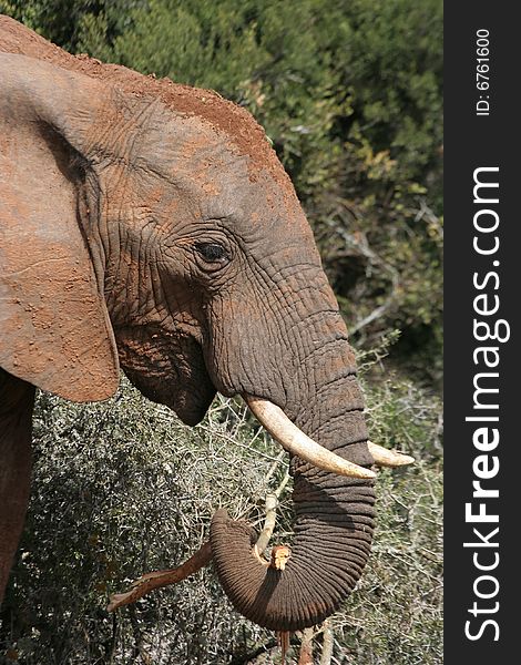 African elephant eating branches from a thorn tree