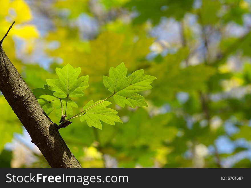 First spring leaves over natural background