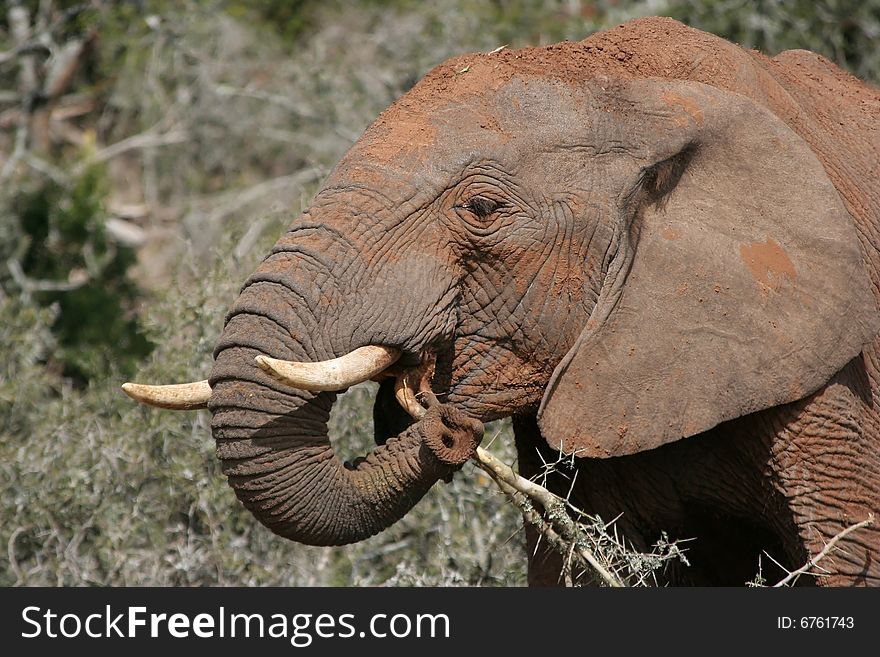 African elephant eating the stems of a thorn tree