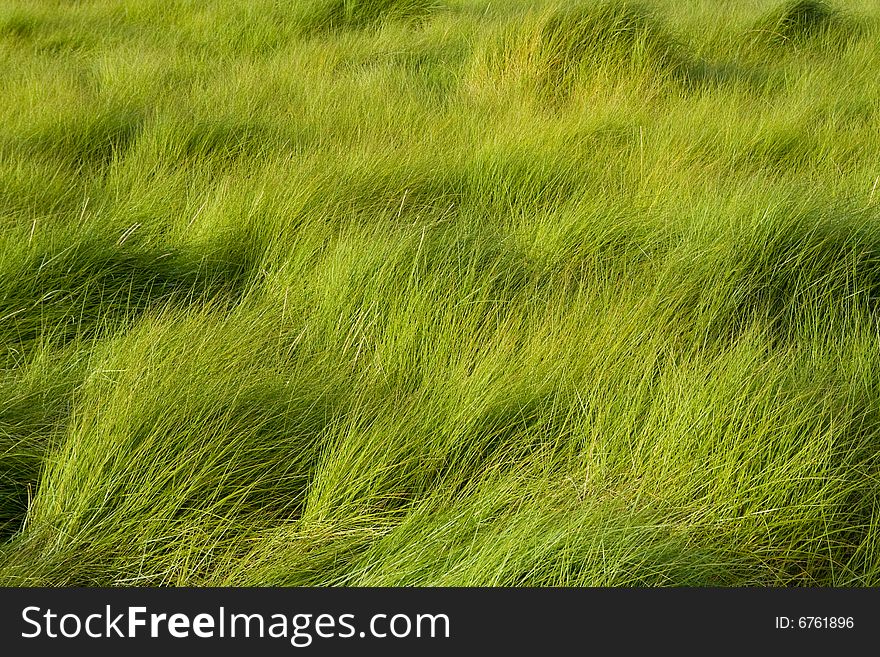 A field of tall grass