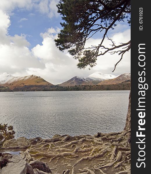 Exposed roots beside a lake in Cumbria