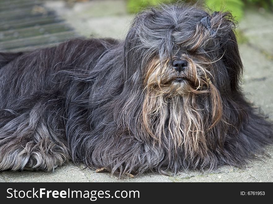 Dog with long hair can hardly see and looks very neglected