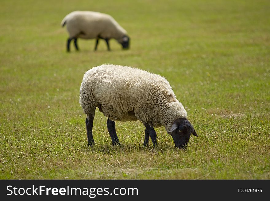 Sheep on a meadow, as a breeding animal to win wool