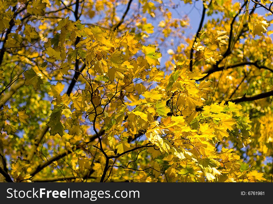 Branch yellow maple leaves at the twilight of the sun. Autumn Ideal background.