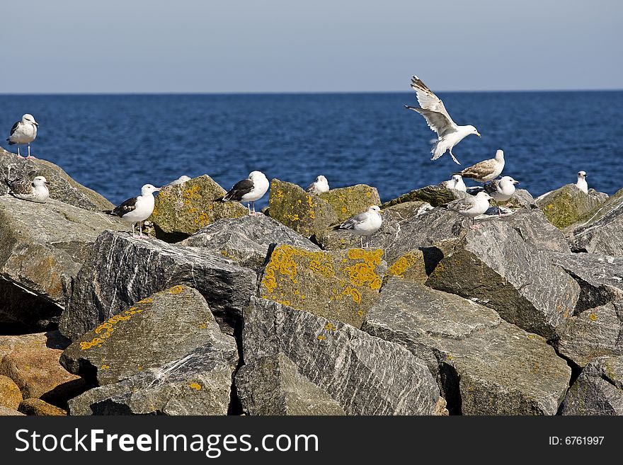 Seagull In The Flight