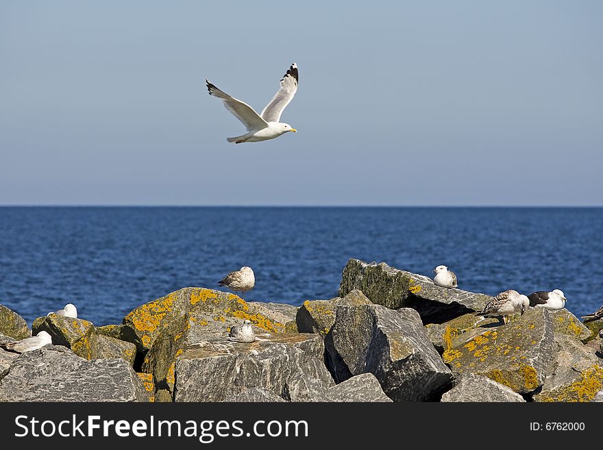 Seagull In The Flight