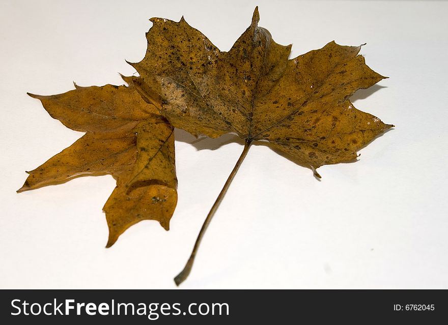 Two brown leaves fall colors on white background