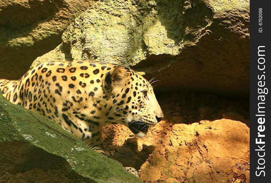 Leopard is looking, the charismatic face and ferocious eye