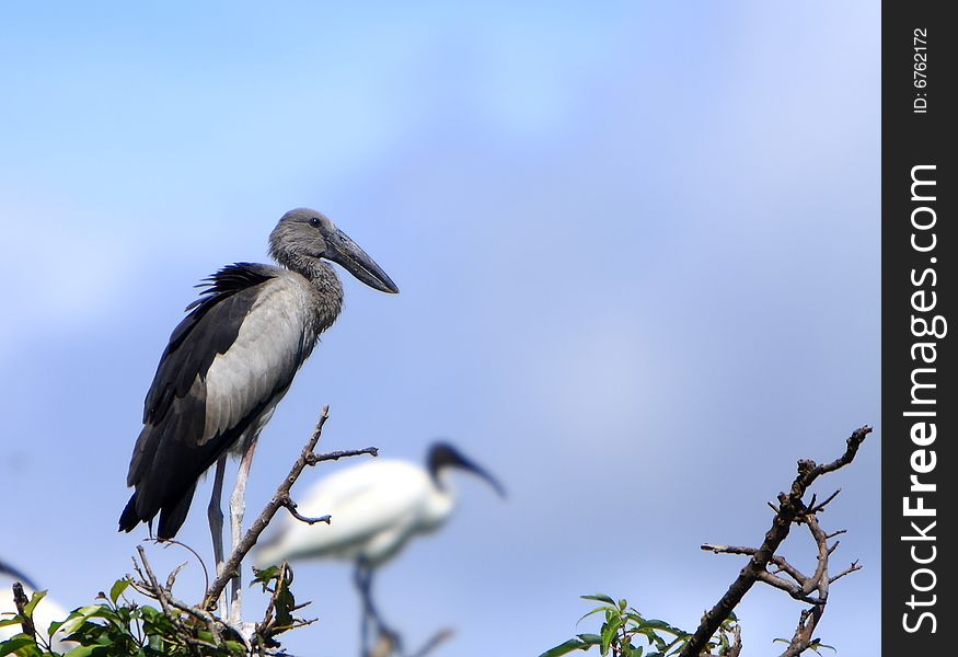 The Asian Openbill Stork, Anastomus oscitans, is a large wading bird in the stork family Ciconiidae. It is a resident breeder in tropical southern Asia from India and Sri Lanka east to Southeast Asia. Sometimes it is referred to as just Asian Openbill.
Open bill Stork is strolling around for food