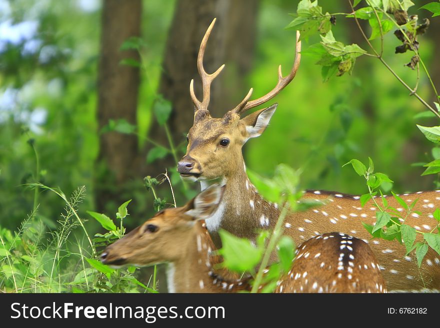 Deer stroling around and looked so innocent