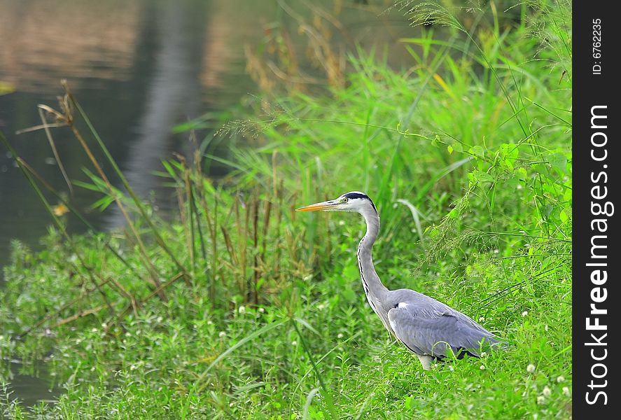 A Grey Heron on the meadow