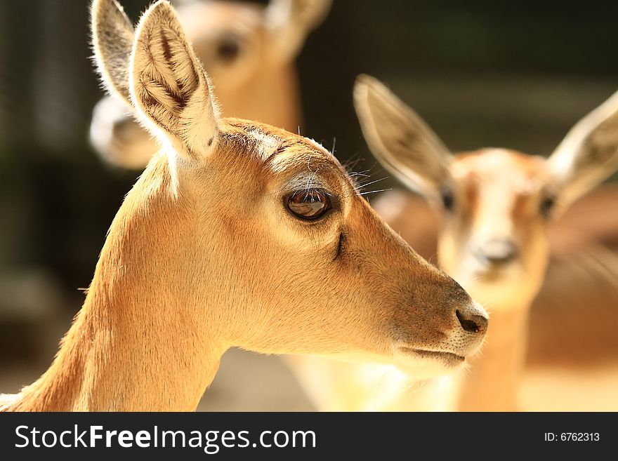 Deer stroling around and looked so innocent