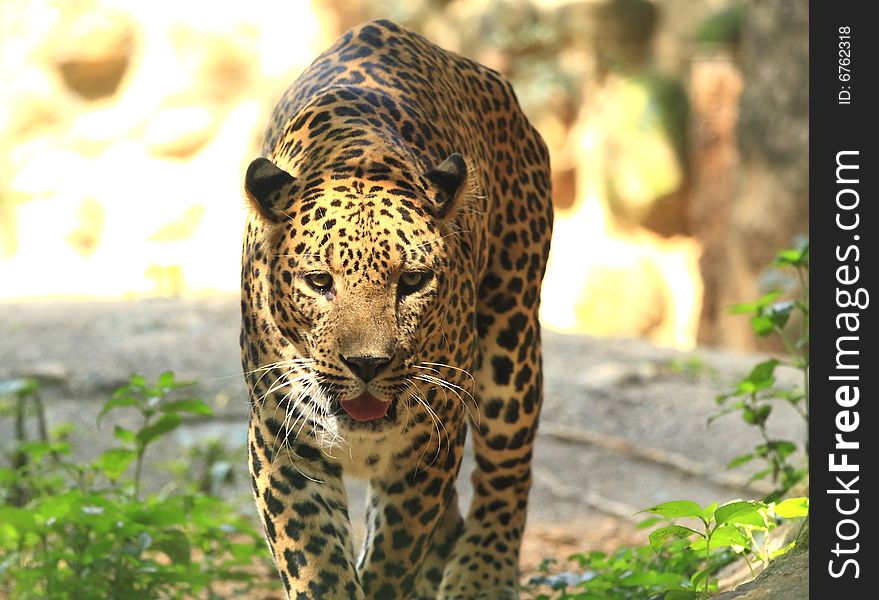 Leopard is looking, the charismatic face and ferocious eye