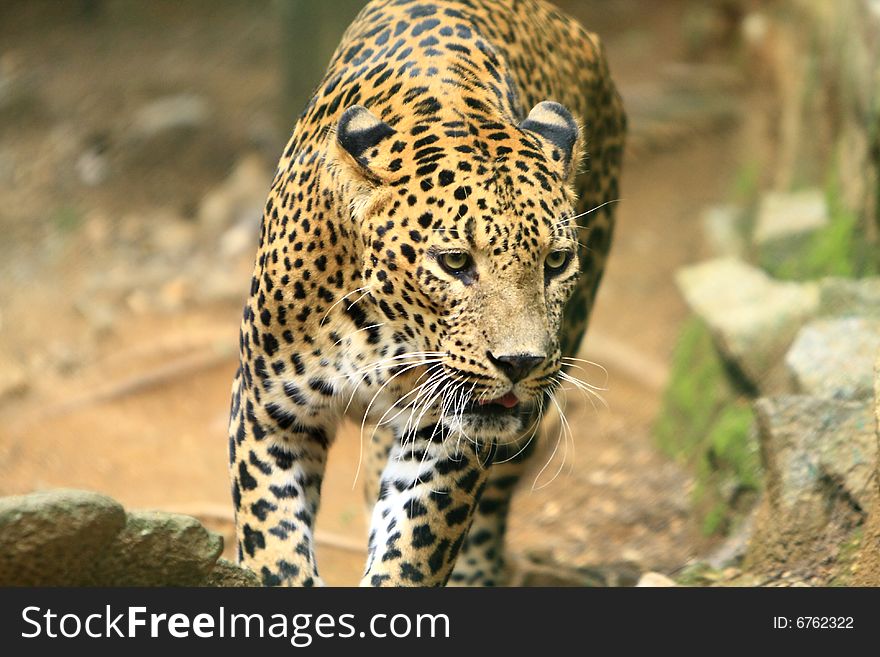 Leopard is looking, the charismatic face and ferocious eye