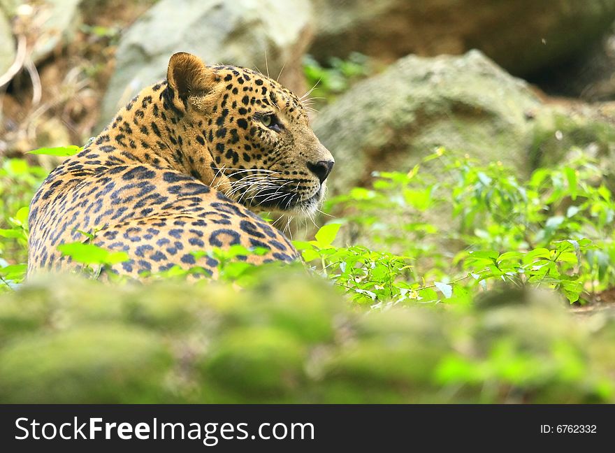 Leopard is looking, the charismatic face and ferocious eye