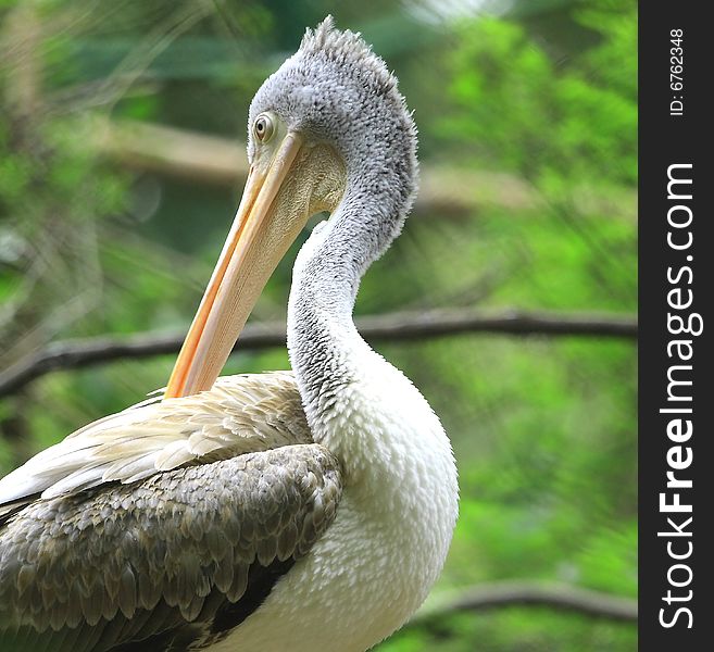 A pelican is any of several very large water birds with a distinctive pouch under the beak belonging to the bird family Pelecanidae.