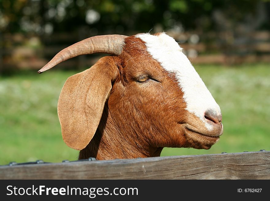 Billy goat with head over fence