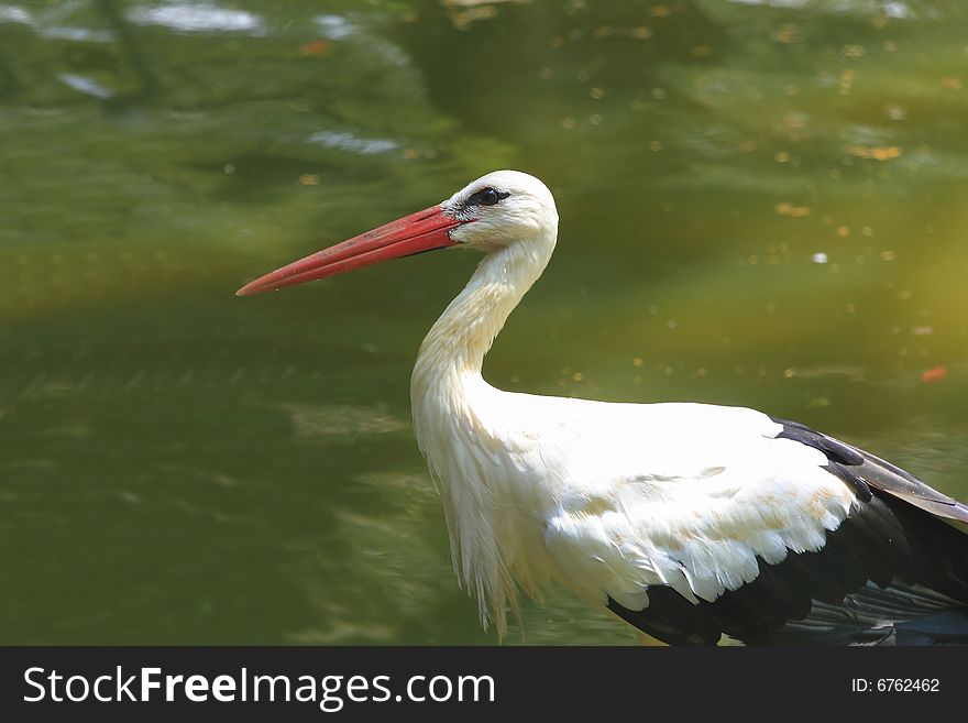 The Stork is a large wading bird in the stork family Ciconiidae. Stork is strolling around for food