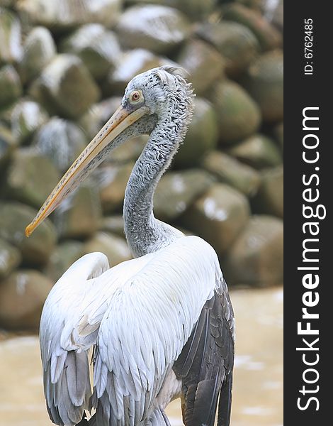 A pelican is any of several very large water birds with a distinctive pouch under the beak belonging to the bird family Pelecanidae.