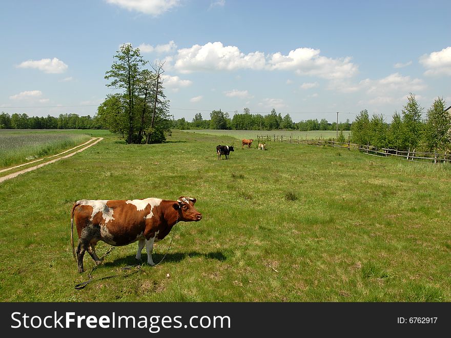 Beautiful scenery, charming polish countryside